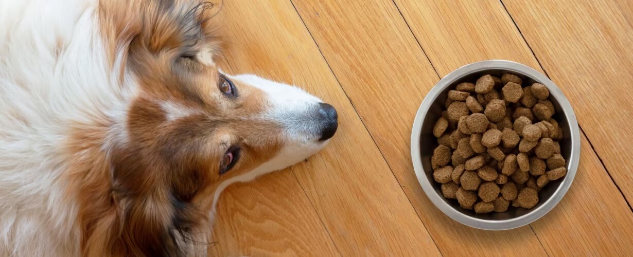 &iquest;Cu&aacute;l es el mejor alimento para tu perro?