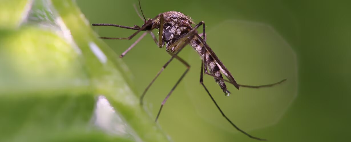 ¡Cuídate de los mosquitos!